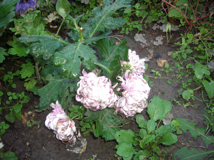 IMGP3865 - crizanteme