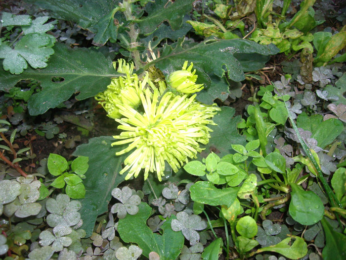verzi - crizanteme