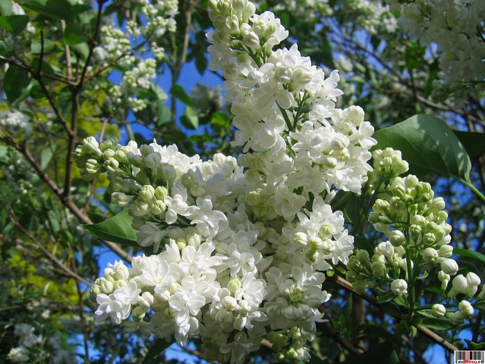 liliac alb f : parfumat_5 lei , planta de 50-60cm si 10 lei plante mai mari