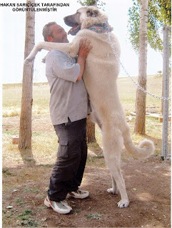 kangal-1