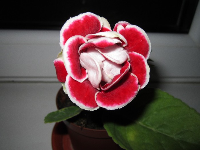 Gloxinia