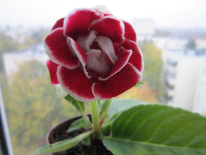 Gloxinia