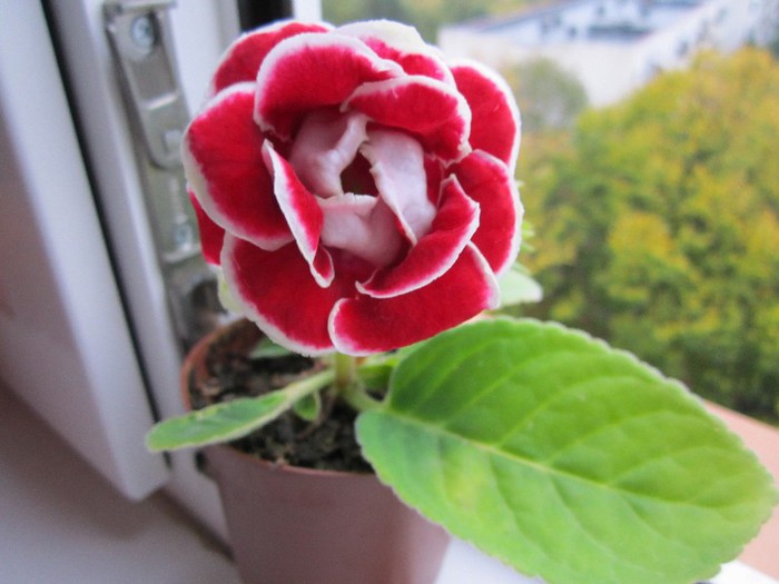 Gloxinia