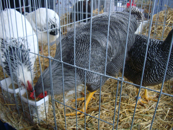 DSC05570