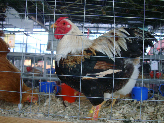 DSC05593