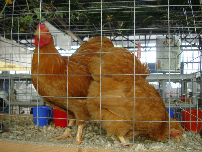 DSC05594