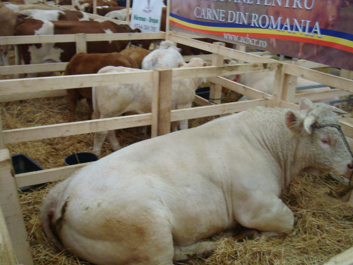 DSC05675