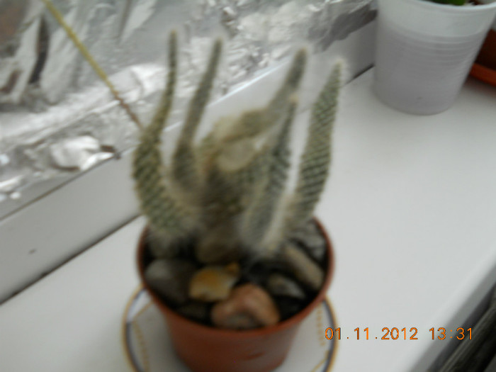 01.11.2012 034 - CACTUSI SI SUCULENTE