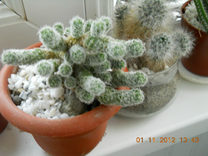 01.11.2012 046 - CACTUSI SI SUCULENTE