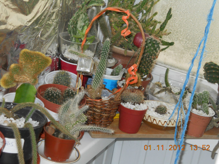 01.11.2012 054 - CACTUSI SI SUCULENTE