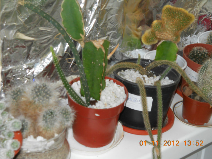 01.11.2012 055 - CACTUSI SI SUCULENTE