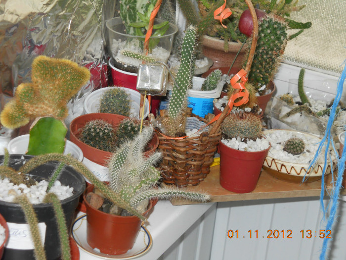 01.11.2012 057 - CACTUSI SI SUCULENTE