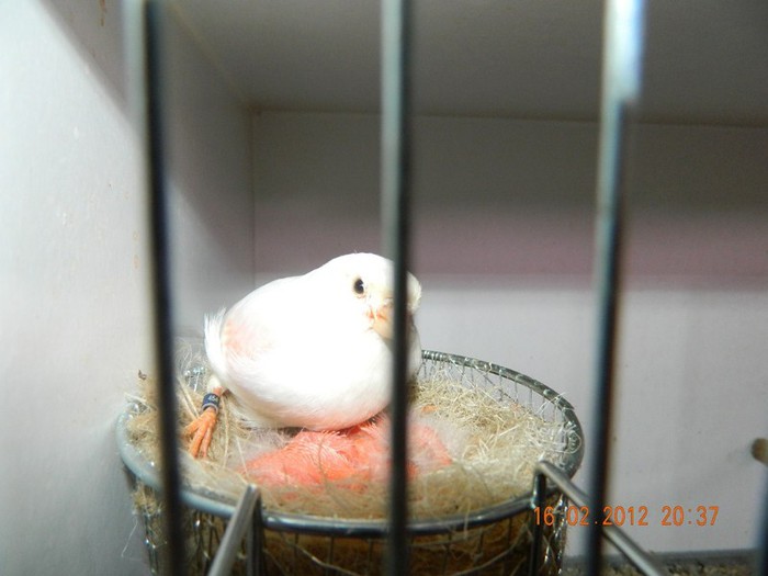 poze dec 2011-ian 2012 261