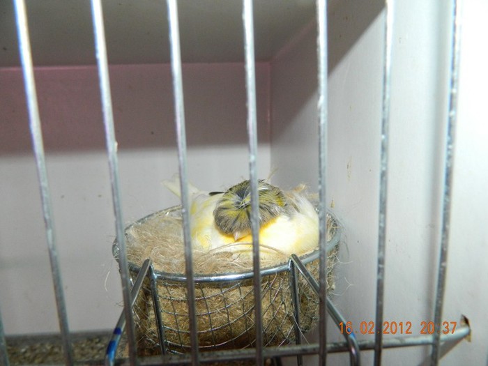 poze dec 2011-ian 2012 262 - Copy