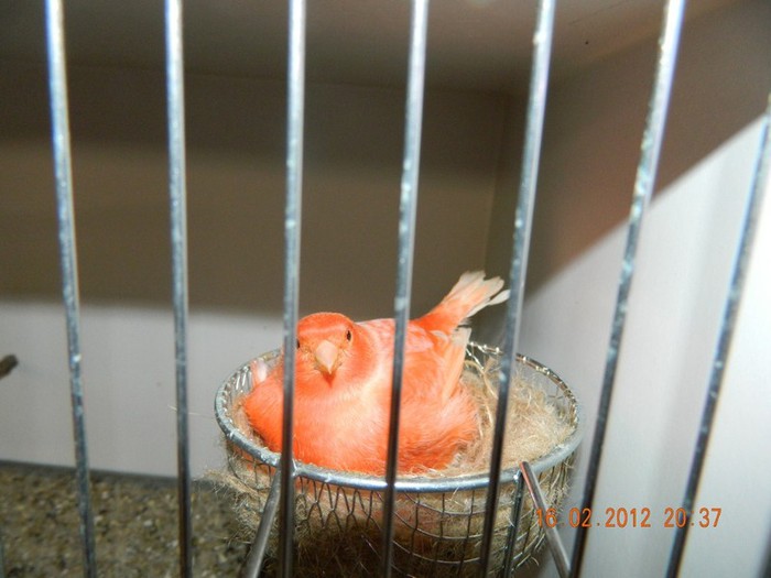 poze dec 2011-ian 2012 263 - Copy