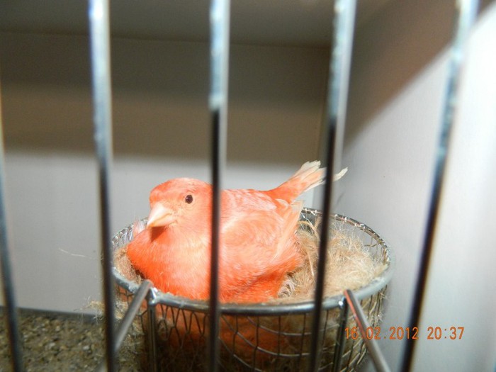 poze dec 2011-ian 2012 264