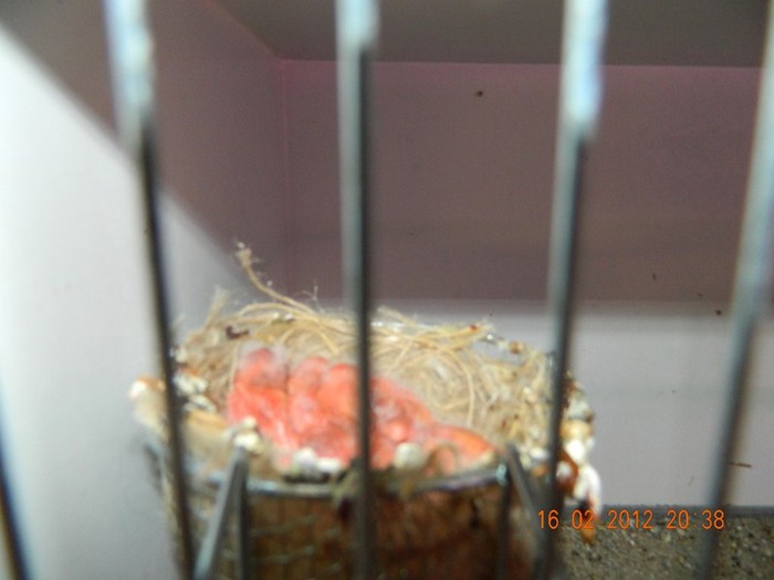 poze dec 2011-ian 2012 265 - Copy