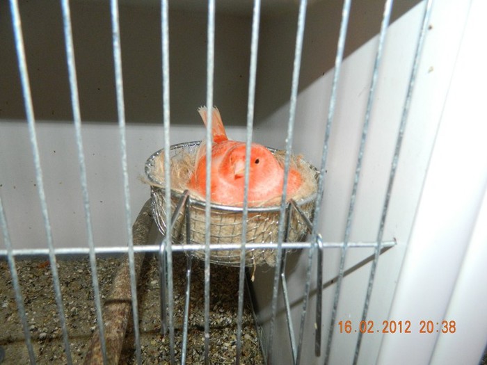 poze dec 2011-ian 2012 266