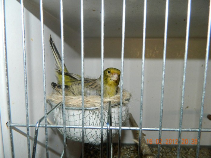 poze dec 2011-ian 2012 267 - Copy