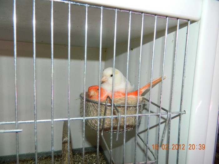 poze dec 2011-ian 2012 270