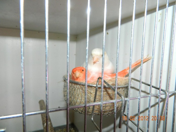 poze dec 2011-ian 2012 271 - Copy