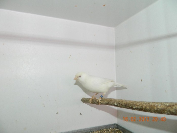 poze dec 2011-ian 2012 276 - Copy