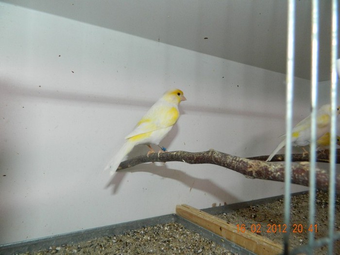 poze dec 2011-ian 2012 277 - Copy