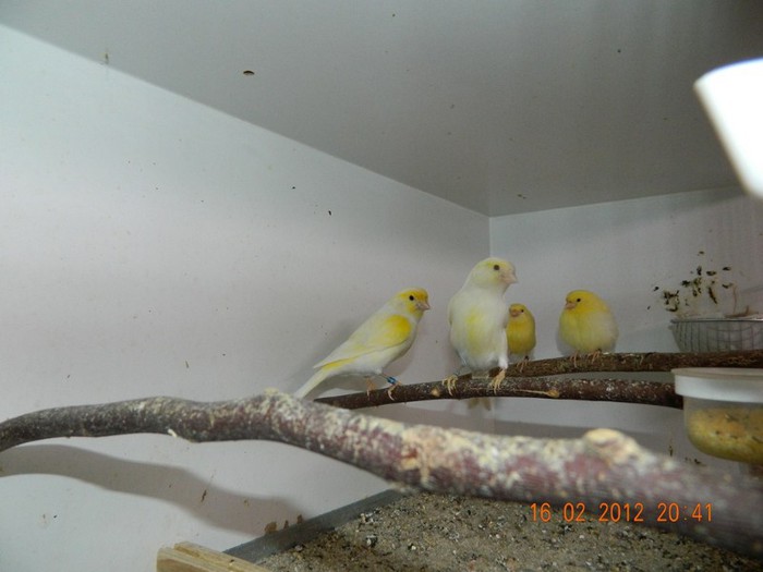 poze dec 2011-ian 2012 278 - Copy