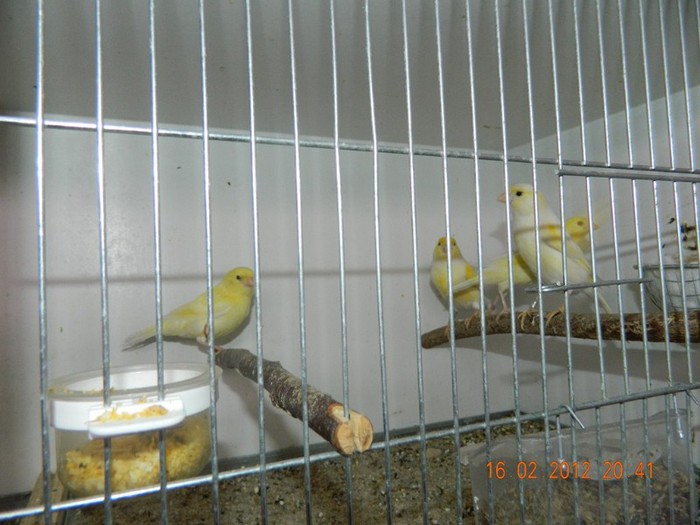 poze dec 2011-ian 2012 279 - Copy