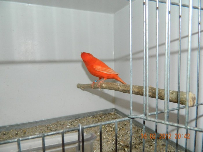 poze dec 2011-ian 2012 282 - Copy