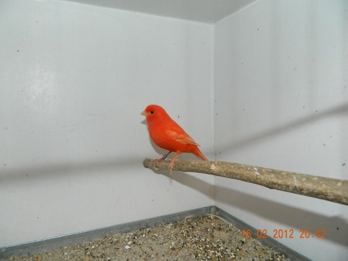 poze dec 2011-ian 2012 284 - Copy