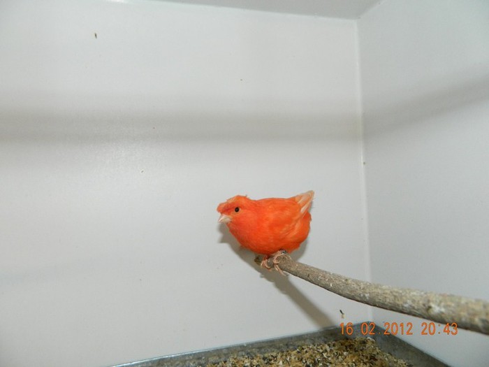 poze dec 2011-ian 2012 285