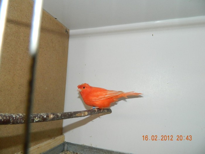 poze dec 2011-ian 2012 286 - Copy