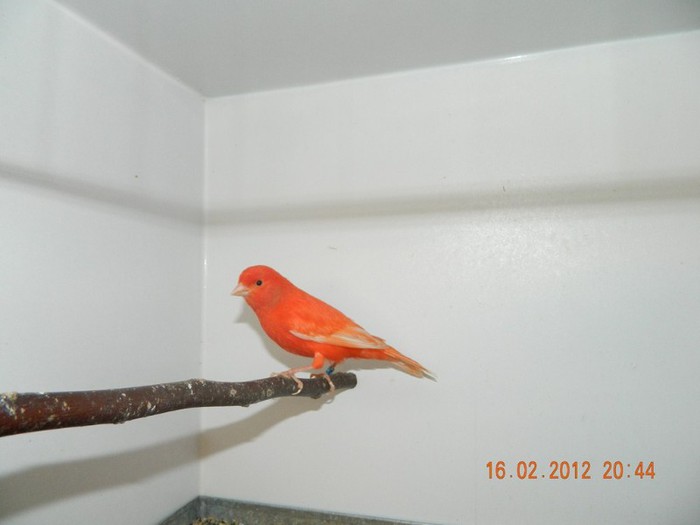 poze dec 2011-ian 2012 288 - Copy