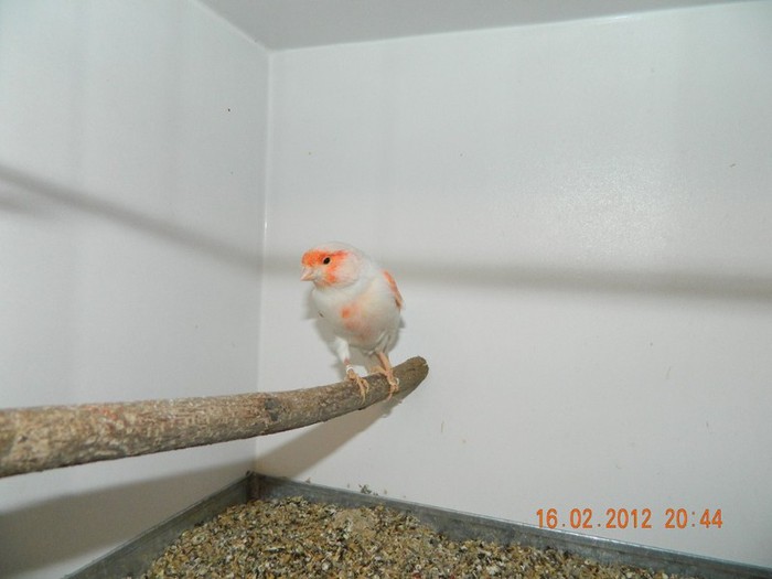 poze dec 2011-ian 2012 289 - Copy