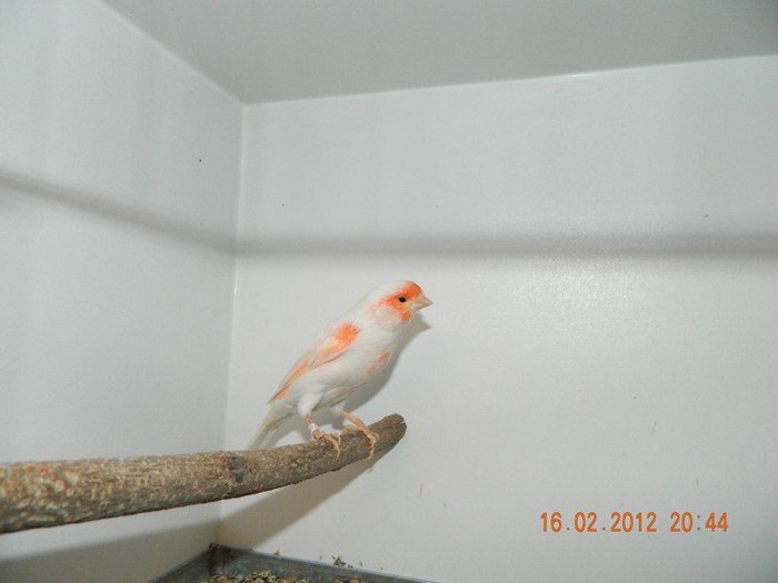 poze dec 2011-ian 2012 290