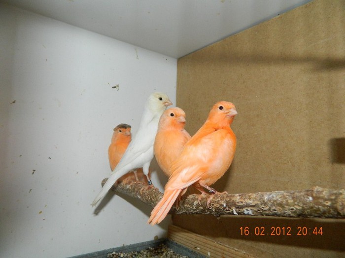 poze dec 2011-ian 2012 292 - Copy