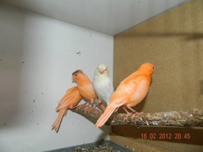 poze dec 2011-ian 2012 293