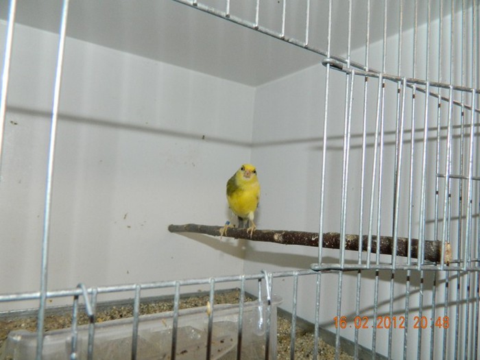 poze dec 2011-ian 2012 303