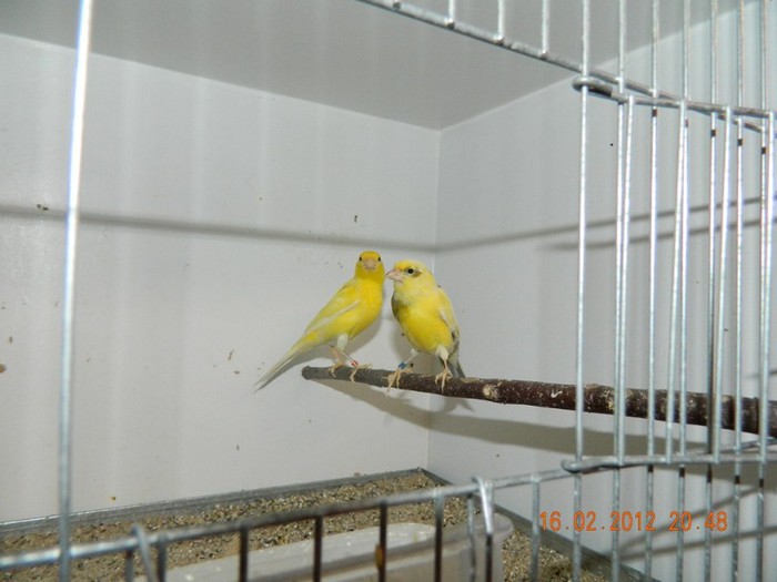 poze dec 2011-ian 2012 304