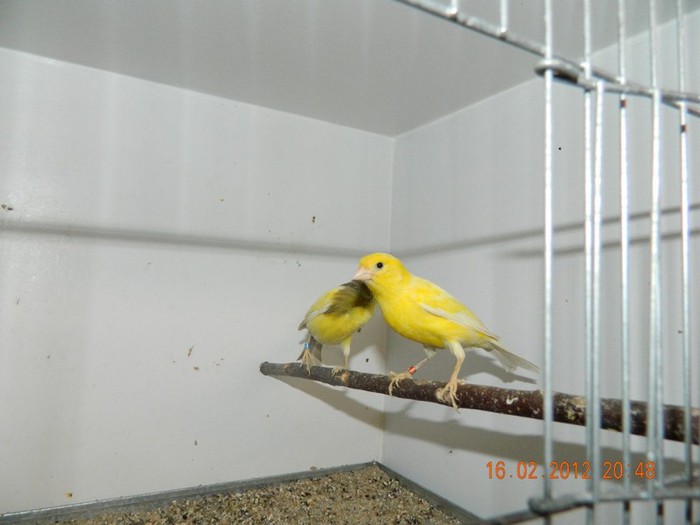 poze dec 2011-ian 2012 305