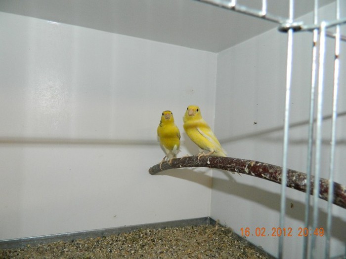 poze dec 2011-ian 2012 306