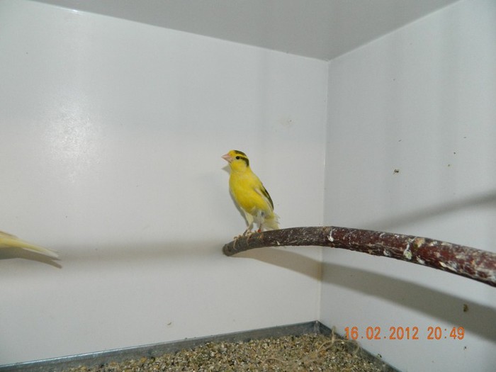 poze dec 2011-ian 2012 307