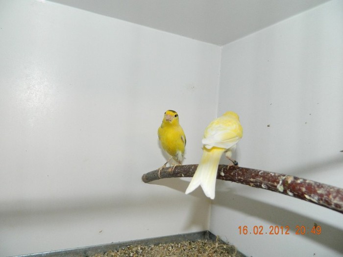 poze dec 2011-ian 2012 308