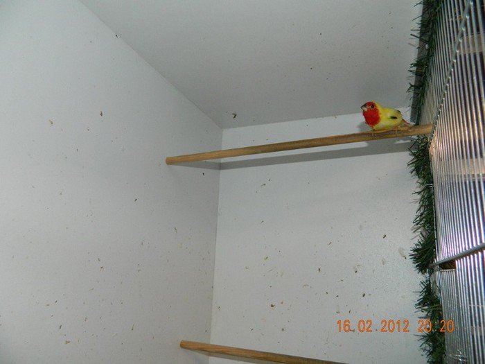 poze dec 2011-ian 2012 200 - Pasari exotice