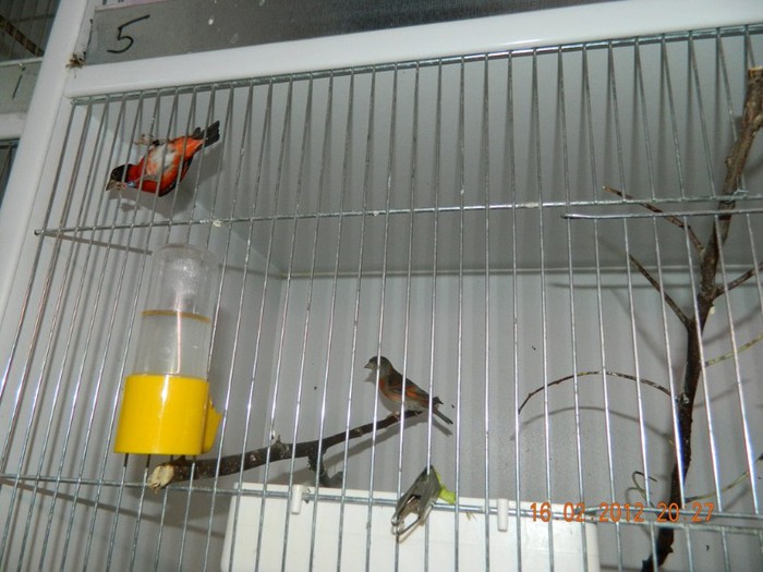 poze dec 2011-ian 2012 227