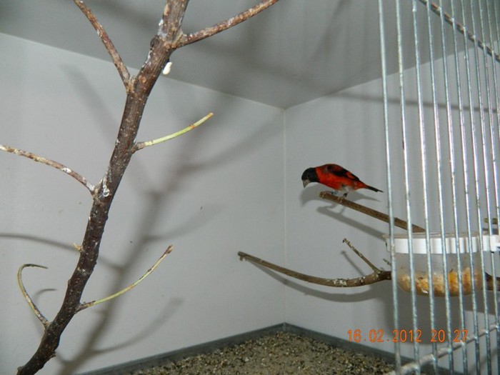 poze dec 2011-ian 2012 228