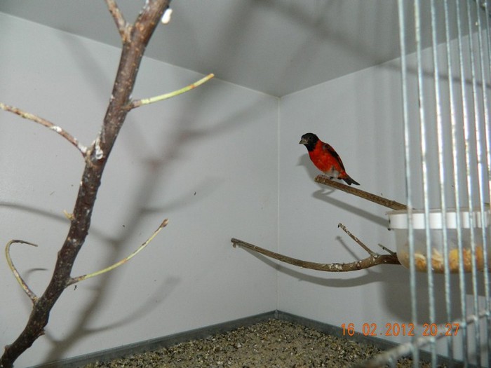 poze dec 2011-ian 2012 230