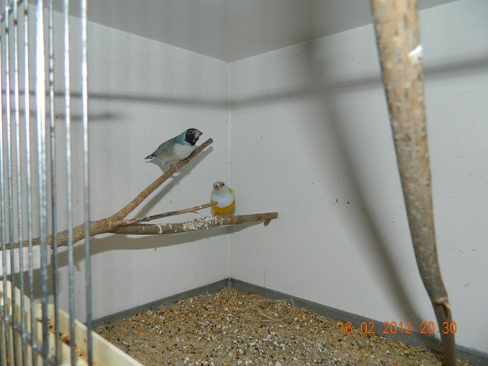 poze dec 2011-ian 2012 236