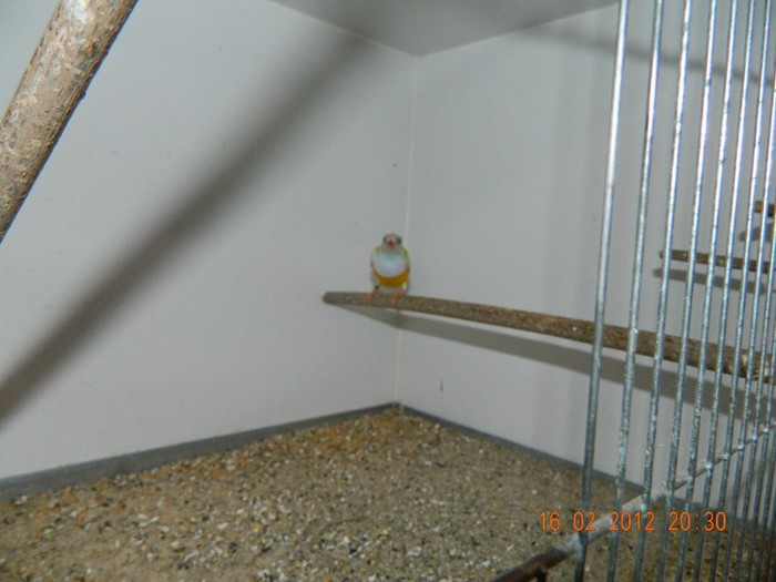 poze dec 2011-ian 2012 237